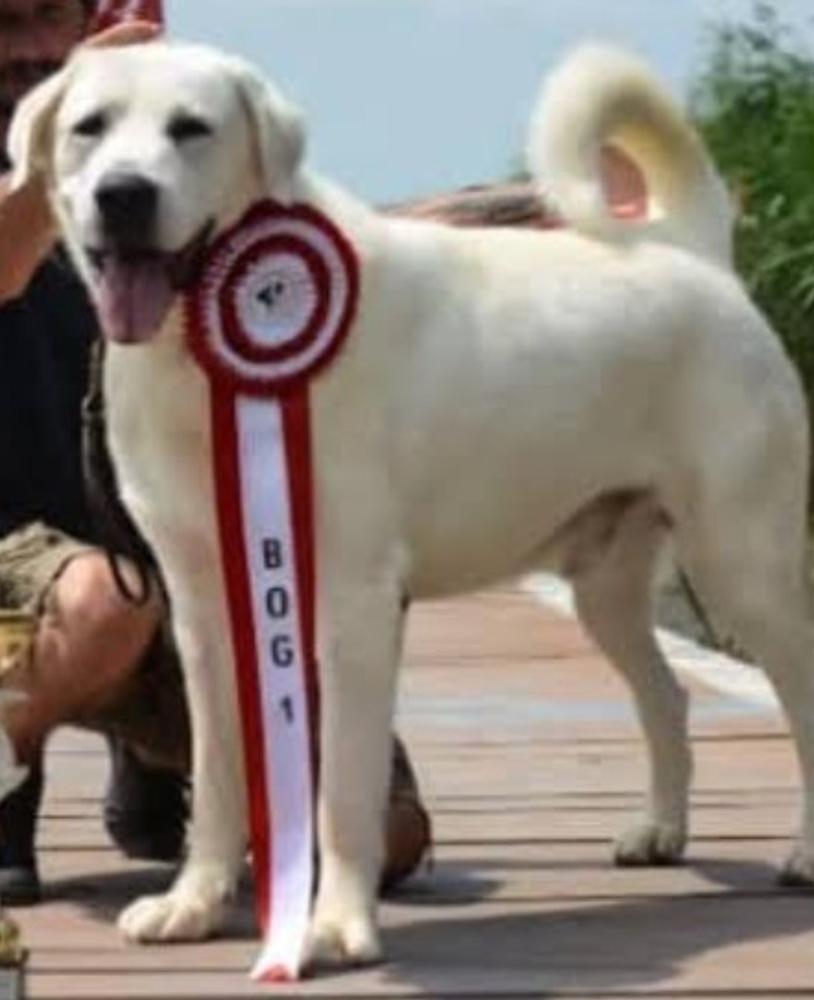 Josh Smyrna Giants | Central Asian Shepherd Dog 