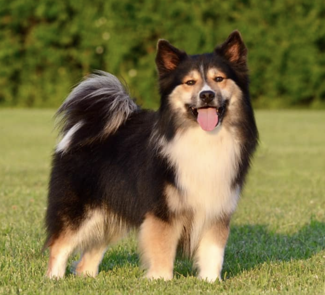 Caradoc's Heaven Help Us | Icelandic Sheepdog 