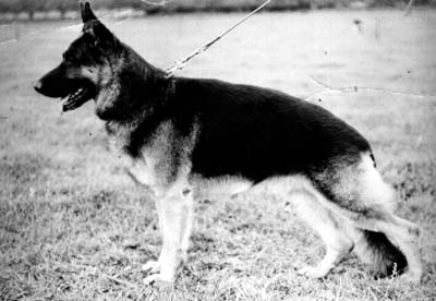 Udo van de Molenhof | German Shepherd Dog 