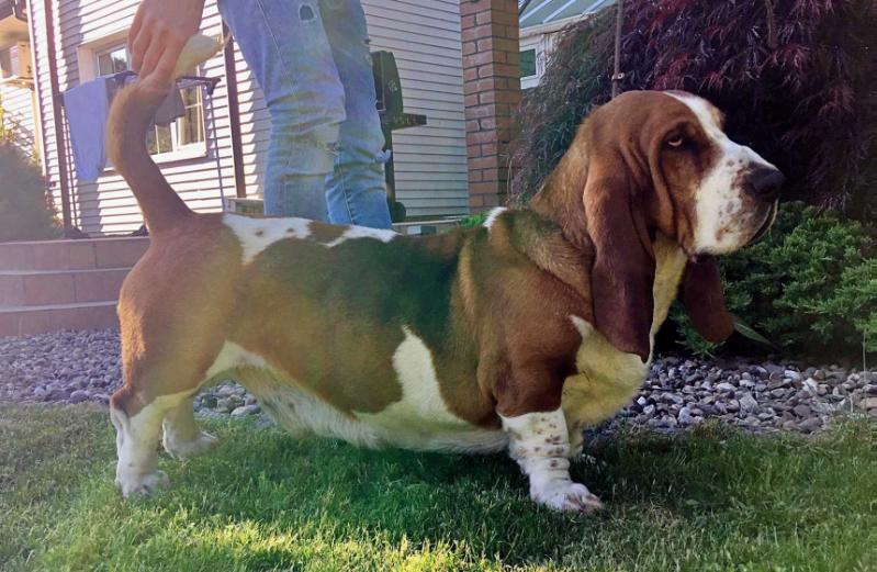 FORLAN DIEGO Bassbanda | Basset Hound 