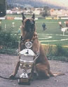 Niver des Tigrous | Belgian Malinois 