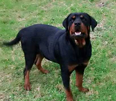 Grewal's Bobi | Rottweiler 