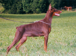 O'Isis du Caire de la Prairie | Brown Doberman Pinscher