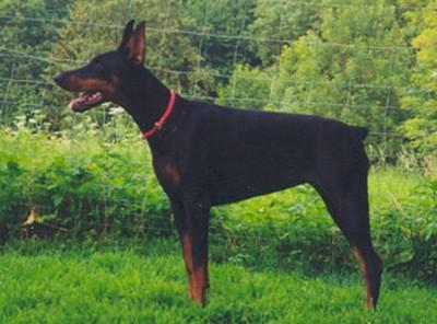 Olette du Caire de la Prairie | Black Doberman Pinscher