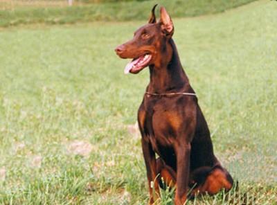 Odin du Caire de la Prairie | Brown Doberman Pinscher