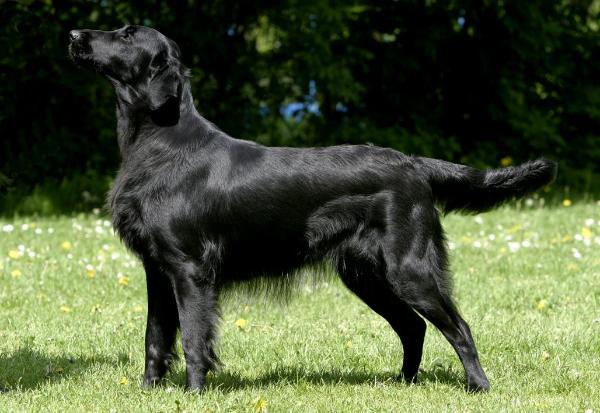 Dark Devotion Blue British Bluff | Flat-Coated Retriever 