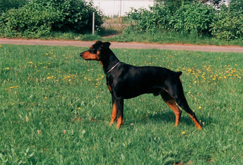 UKAS vom Nordkristall | German Pinscher 