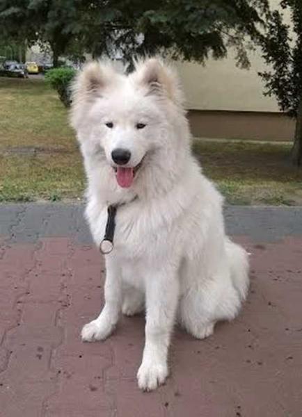 ENZO OF HONEY Magia Syberii | Samoyed 