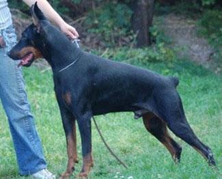 Vigore d'IQ | Brown Doberman Pinscher