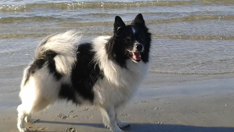 Käpylä Mosku | German Spitz 