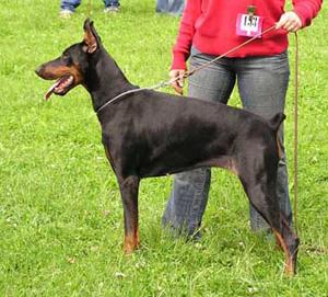 Voluta d'IQ | Black Doberman Pinscher