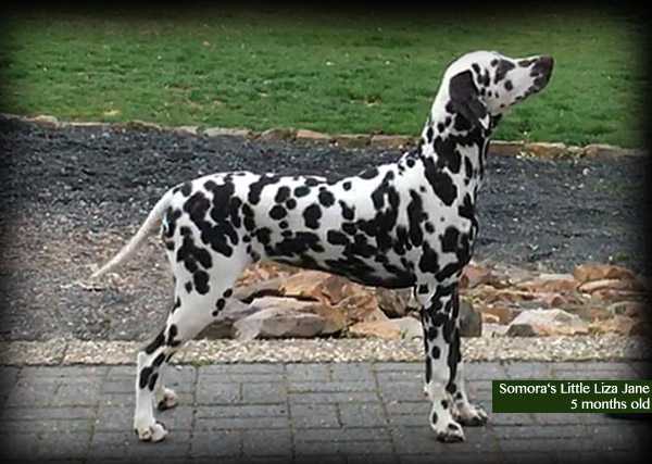 Somora's Little Liza Jane | Dalmatian 