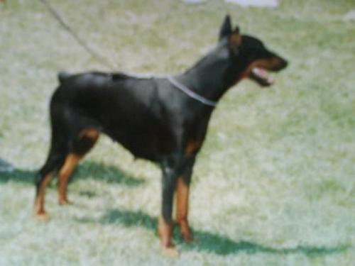 Babi Gina | Black Doberman Pinscher