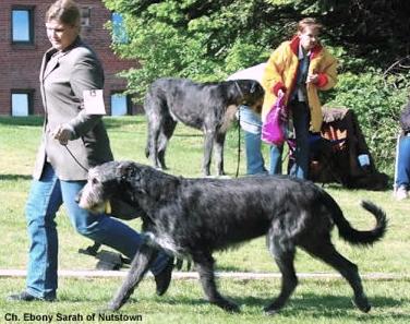 Ebony Saragh of Nutstown | Irish Wolfhound 