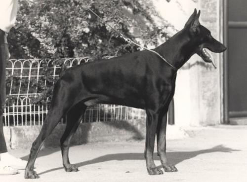 Valk Over de Furioso | Black Doberman Pinscher