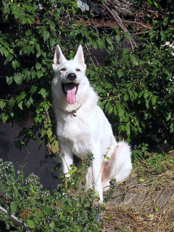 Nebesnyi Volk Vibuhna Sumich | White Swiss Shepherd Dog 