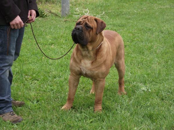 I Bravi Ragazzi Dr John | Bullmastiff 