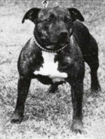 Brinstock Welsh Maid | Staffordshire Bull Terrier 