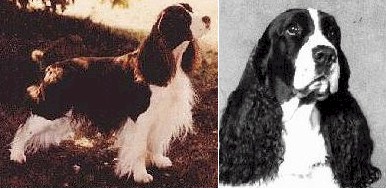 Casanova Of Sunnyside | English Springer Spaniel 