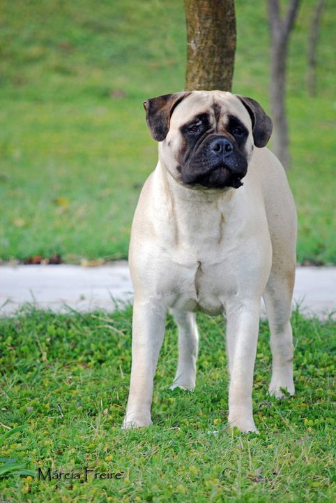 BEAUTIFUL VITORIA DA BOCA DO MATO | Bullmastiff 