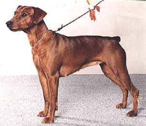 Of Leijliden QUELLA DONNA | German Pinscher 