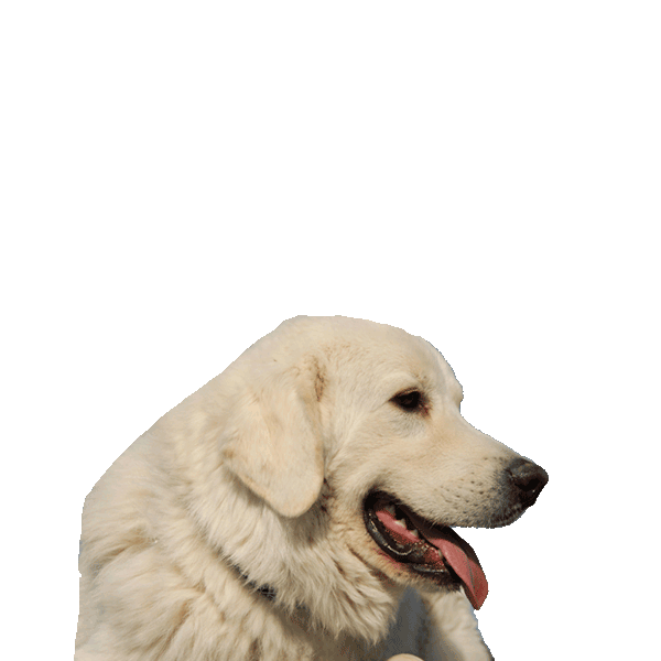 Pyrenean Mastiff