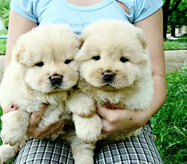Emmy | Chow Chow 