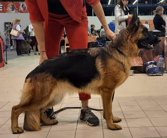 Tugami hof Tais | German Shepherd Dog 