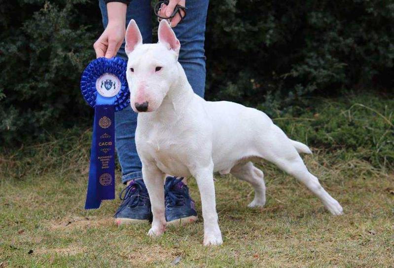 Harry Chimera Bull's | Miniature Bull Terrier 