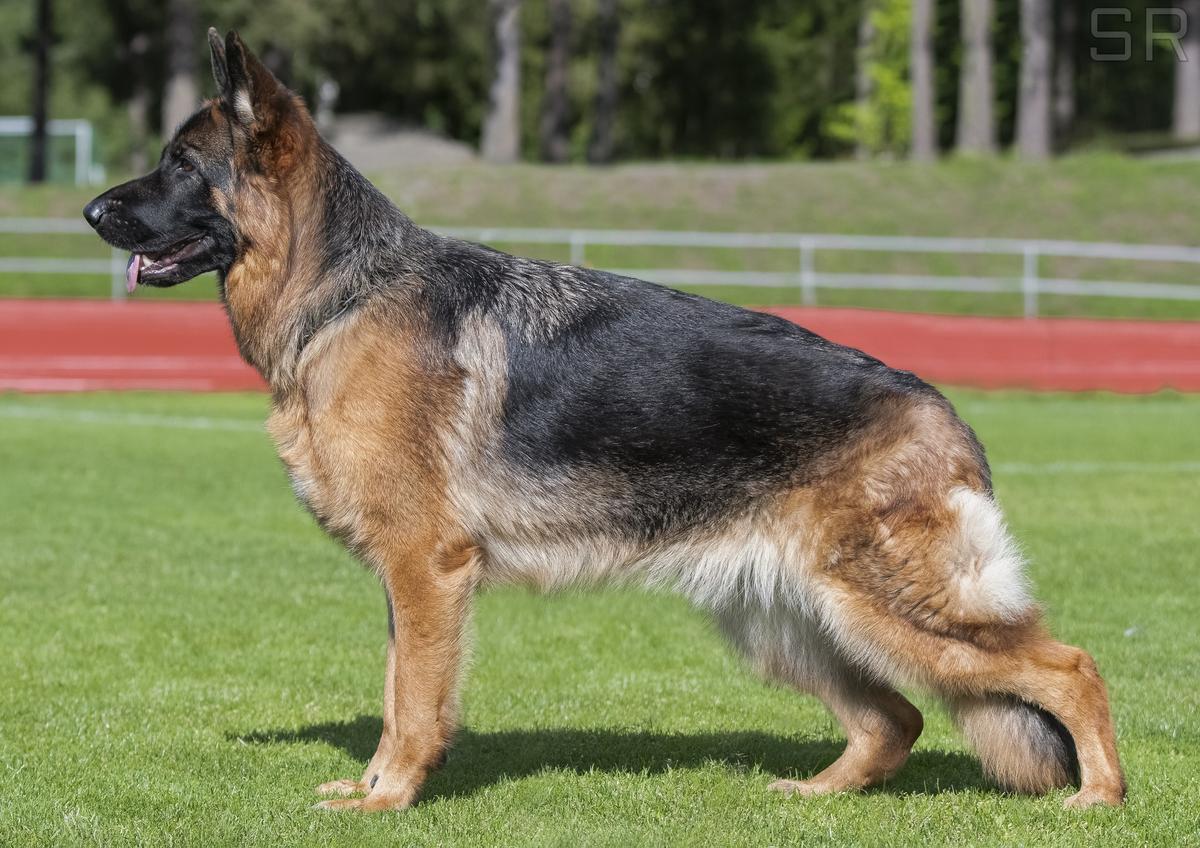 Dauser's Oreo | German Shepherd Dog 
