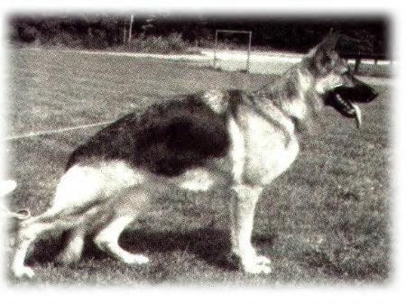 Fenja vom Teutopaß | German Shepherd Dog 