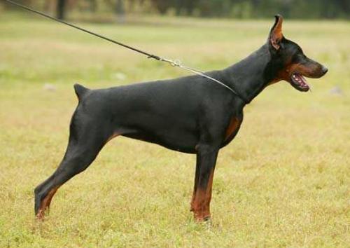 Focus Lucky Strike | Black Doberman Pinscher