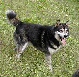 Nordiclight's VooDoo | Alaskan Malamute 