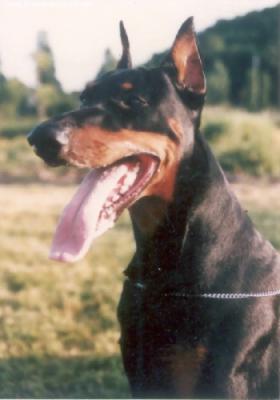 Togo'm de Noble Coeur | Black Doberman Pinscher