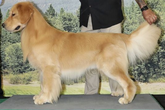 MASTERS TEKO LIVE LONG AND PAWS PER | Golden Retriever 