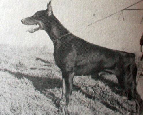 Danica-Stamms Lie | Black Doberman Pinscher