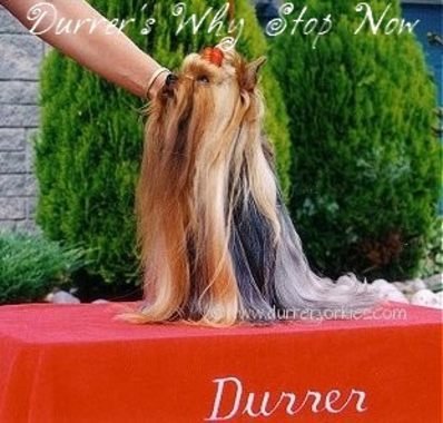 Durrer's Why Stop Now | Yorkshire Terrier 