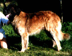 Dragongardens Pirat | Leonberger 