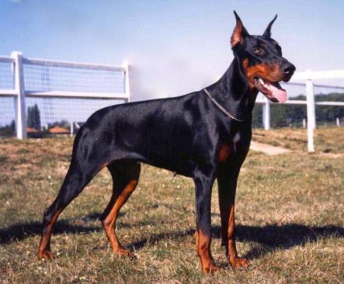 Darjeeling-Emeyrah du Fief de la Garenne | Black Doberman Pinscher