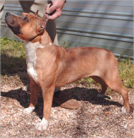 Tonkawa Queen Ananda | American Staffordshire Terrier 