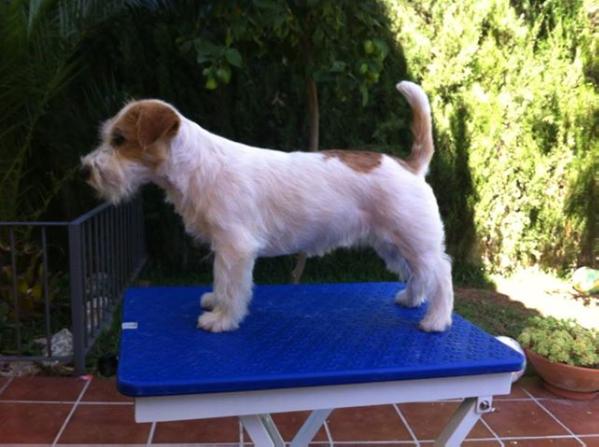 Stela de jim j.R.T. | Jack Russell Terrier 