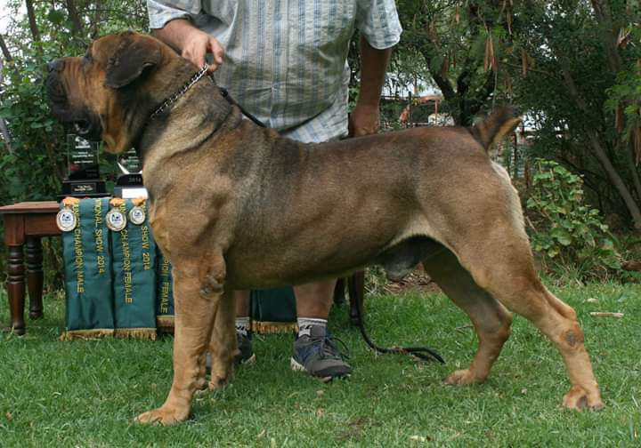 Middelpos Impi | African Boerboel 