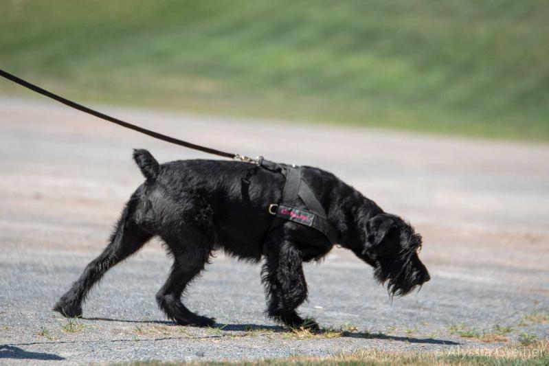 T'Challah Black Panther | Giant Schnauzer 