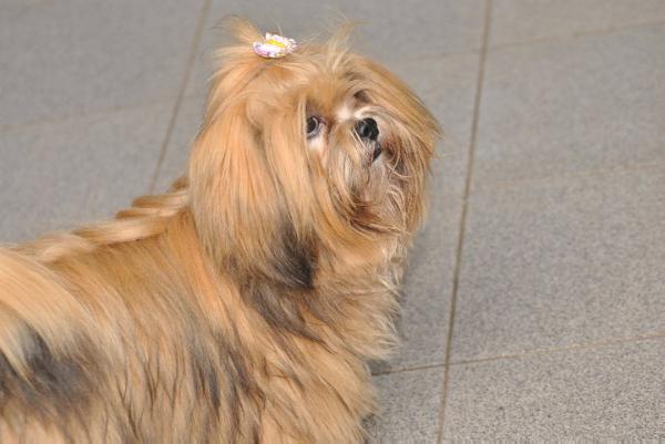 Luna di La Mattina D'oro | Lhasa Apso 