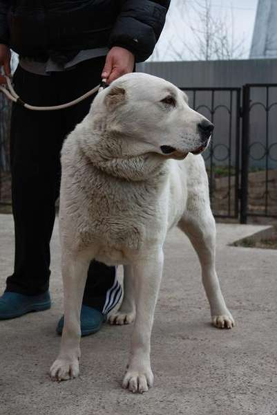 Dar Chingiza Illaidzha | Central Asian Shepherd Dog 