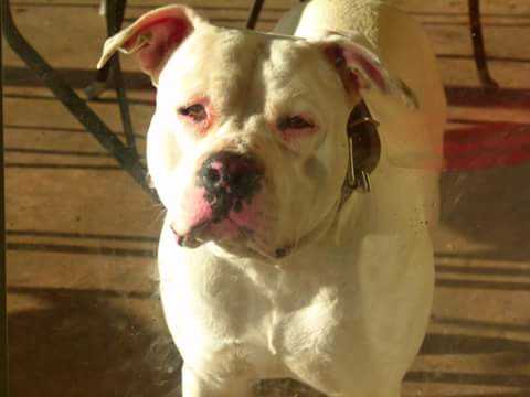 HERIZON CUT LOOSE ZEUS | American Staffordshire Terrier 