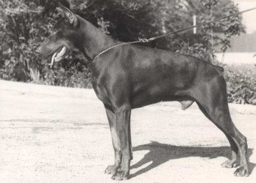 Cyborg de Furioso | Brown Doberman Pinscher