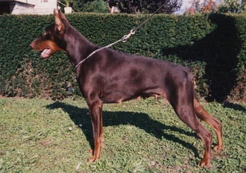 Ebby Doll de Furioso | Brown Doberman Pinscher