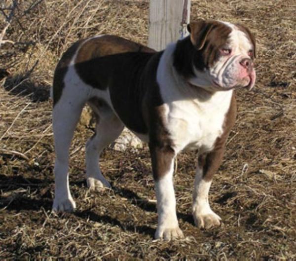 Jo-Lin's Turbo | Alapaha Blue Blood Bulldog 