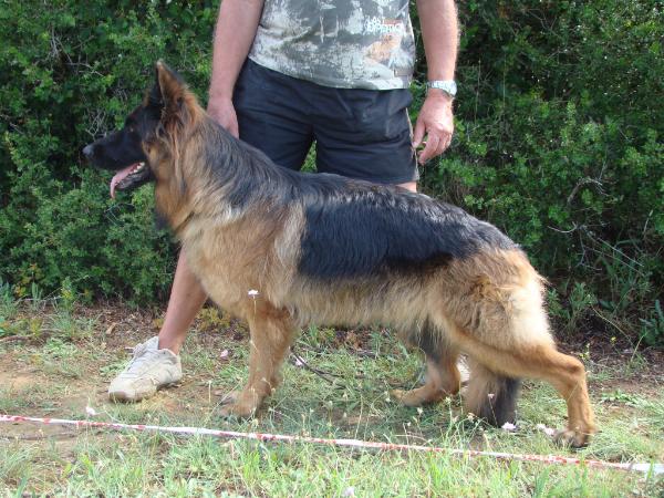Harley du Lunoxa | German Shepherd Dog 